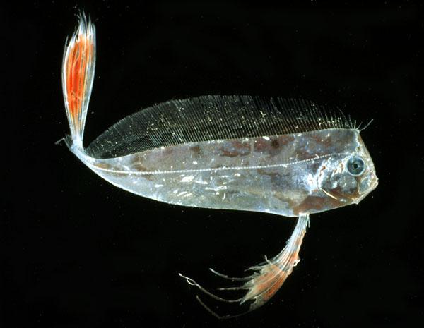 Trachipterus trachypterus (Gmelin, 1789)